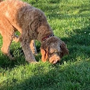 Meet your Posher, Jacobo